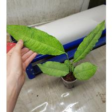 Strebus taxoides (yellow variegated 