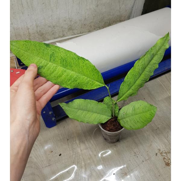 Strebus taxoides (yellow variegated 