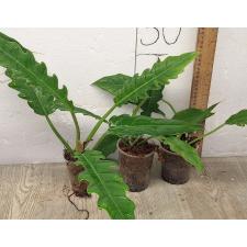 Филодендрон 'Нарроу Эскейп' / Philodendron 'Narrow Escape'