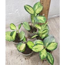 Hoya Australis 'lisa' (S)