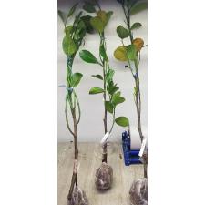 Артокарпус разнолистный ‘Тхонг Прасерт’ (привитый) / Artocarpus heterophyllus 'Thong Prasert' (grafted).