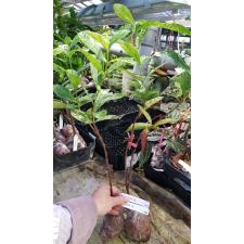 Ixora Star Shower 470