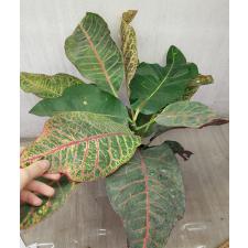 Codiaeum Tri Noosara 79