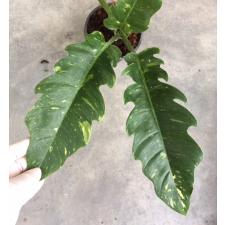 Philodendron 'Ring of Fire' 1500p