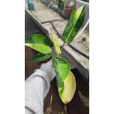 Philodendron ‘Congo Green’ hybrid variegated. 200 april