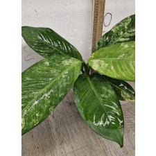 Диффенбахия сп. желтая варегатность / dieffenbachia sp Yellow variegated 