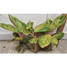Аглаонема Сиам Перфект Таиланд / Aglaonema Siam Perfect Thailand A-100