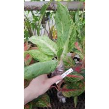 Aglaonema White Rose 57