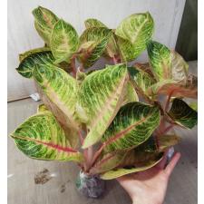 Aglaonema Moonlight- Pink A-103