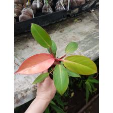 philodendron cherry red pot