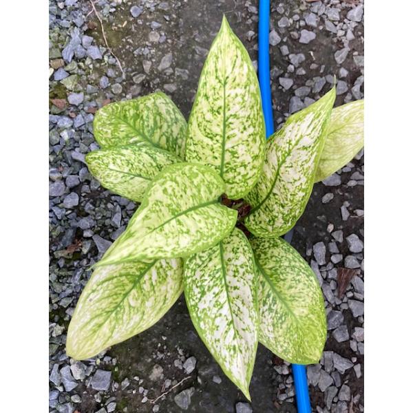 Аглаонема Чао Муенг Рач / Aglaonema Chao Mueng Rach