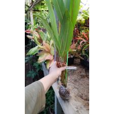 Philodendron sp.(T36) Pig skin 186 callosum