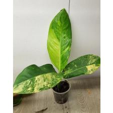 dieffenbachia sp Yellow variegated SS