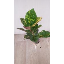 Codiaeum Siam Harmonius 107 по 1900р