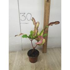 Codiaeum Tha Chang A57