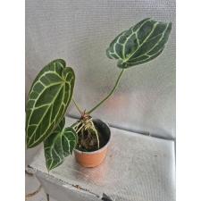 Anthurium crystallinum x sib (South America) pot Д