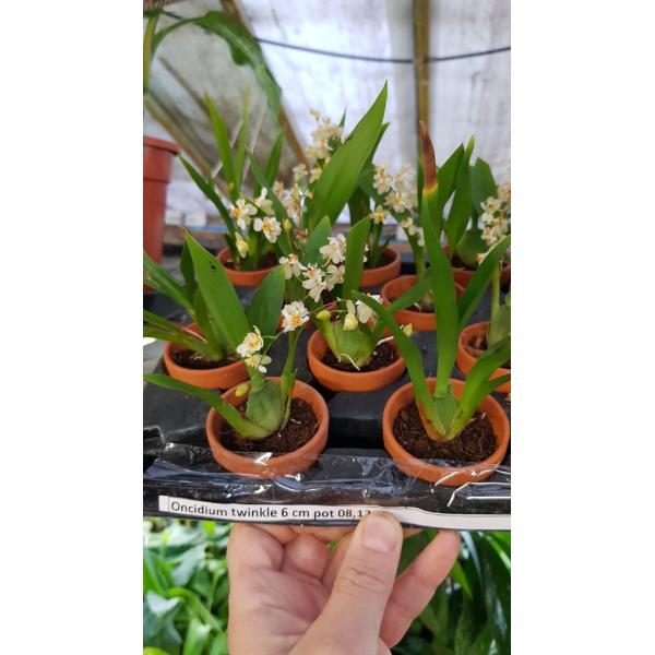 Онцидиум Твинкл / Oncidium twinkle