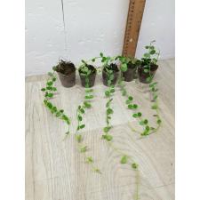 Dischidia sp