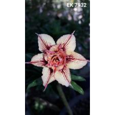 Adenium sp 7932