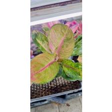 Aglaonema NEW24 Mworld