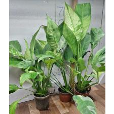 Спатифиллум сп. белая варегатность / Spathiphyllum sp white variegated (L)