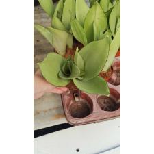 Sansevieria Moonshine pot 650p