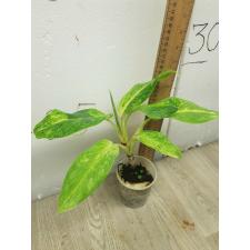 Aglaonema Sundrop pot