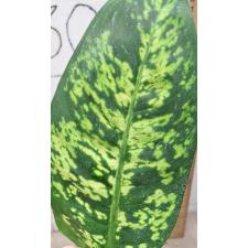 Dieffenbachia Sethee Roenthong