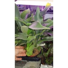 Platycerium Bifurc.