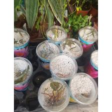 nimfea mix white 350р