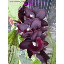 Monnierara Jumbo Delight 'Black Onyx'