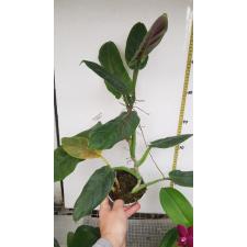 Philodendron cruentum pot 17.10