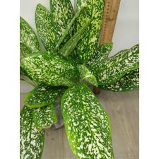Aglaonema Pet ra cha A-120