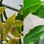 Hoya imperialis 'Palawan' Yellow