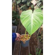 Philodendron gloriosum 1+лист