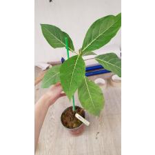 Ficus sp.(T39) 550р