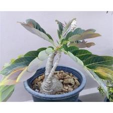Phyllanthus mirabilis (caudex plant)
