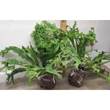 Асплениум нидус Крестед (Т02) Филиппины / Asplenium nidus Crested (T02) Philippines