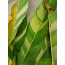 Heliconia 'Golden Torch' variegated 125/1