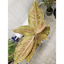 Aglaonema Orange Gold star