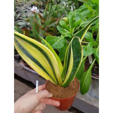 sansevieria trifasciata golden flame