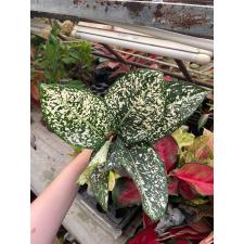Aglaonema world heritage A-111
