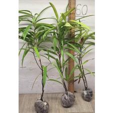Фикус иррегуларис "Санспрей" / Ficus irregularis 'Sunspray'
