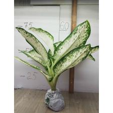 Dieffenbachia delilah
