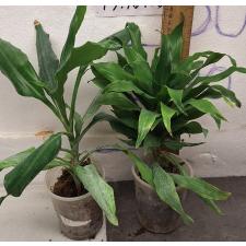 Драцена компакта / dracaena compacta
