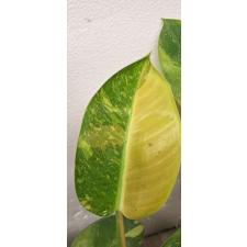 Philodendron congo variegated 