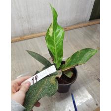 Anthurium variegated sp 19