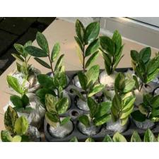 Zamioculcas zamiifolia variegated (short leaf) 1,5" горшок