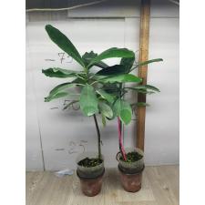 clusia sp 