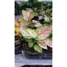 aglaonema zircon в керамике